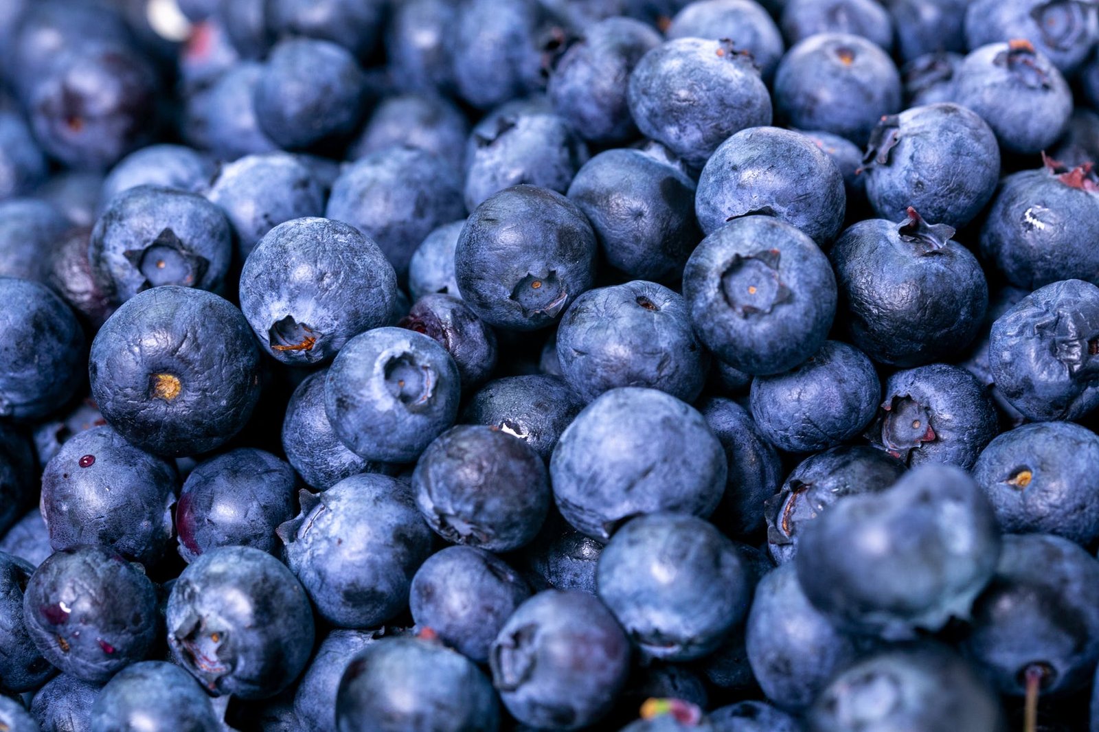 close up photo of blueberries